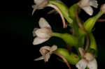 Small green wood orchid